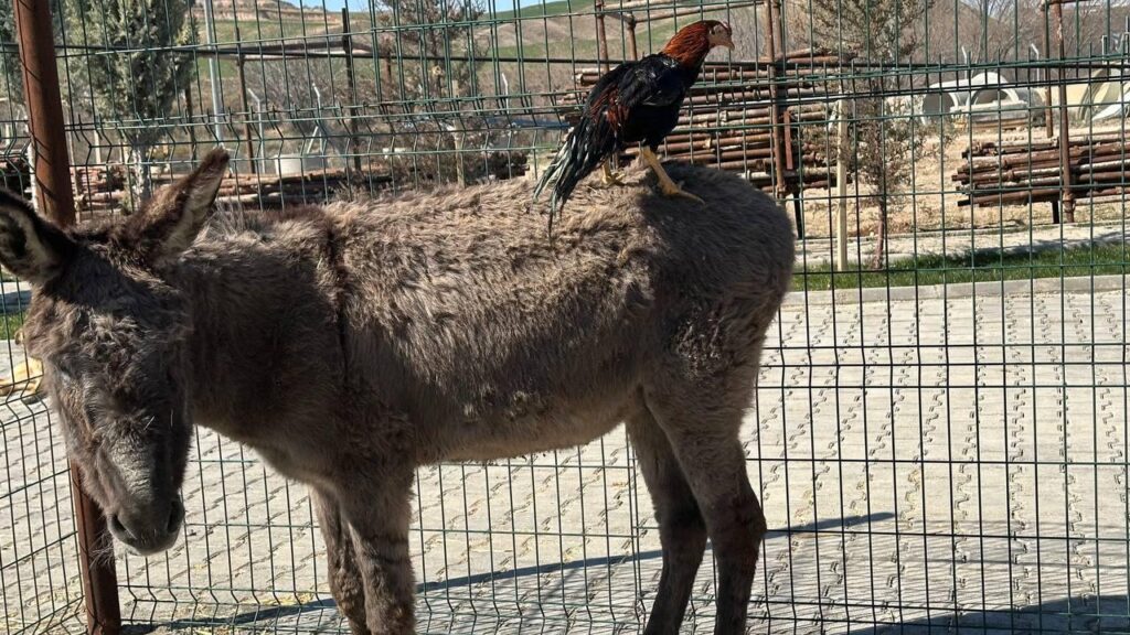 Adıyaman’da yaralı eşek ve horozlar sahiplerini bekliyor