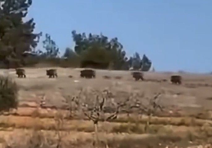 Gaziantep’te Domuz Sürüsü Görüntülendi