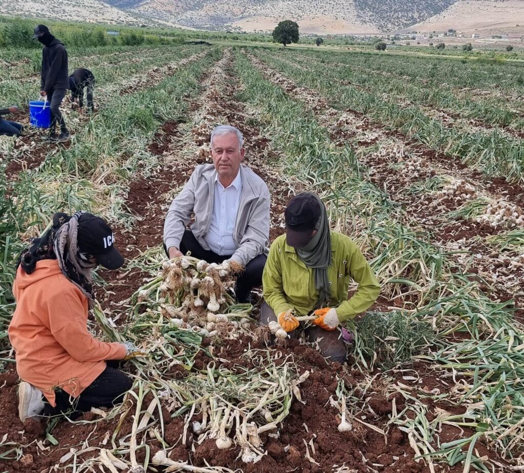 AB Tescilli Araban Sarımsağında Hasat Sevinci: Araban Ovası’nda 40 bin ton rekolte bekleniyor