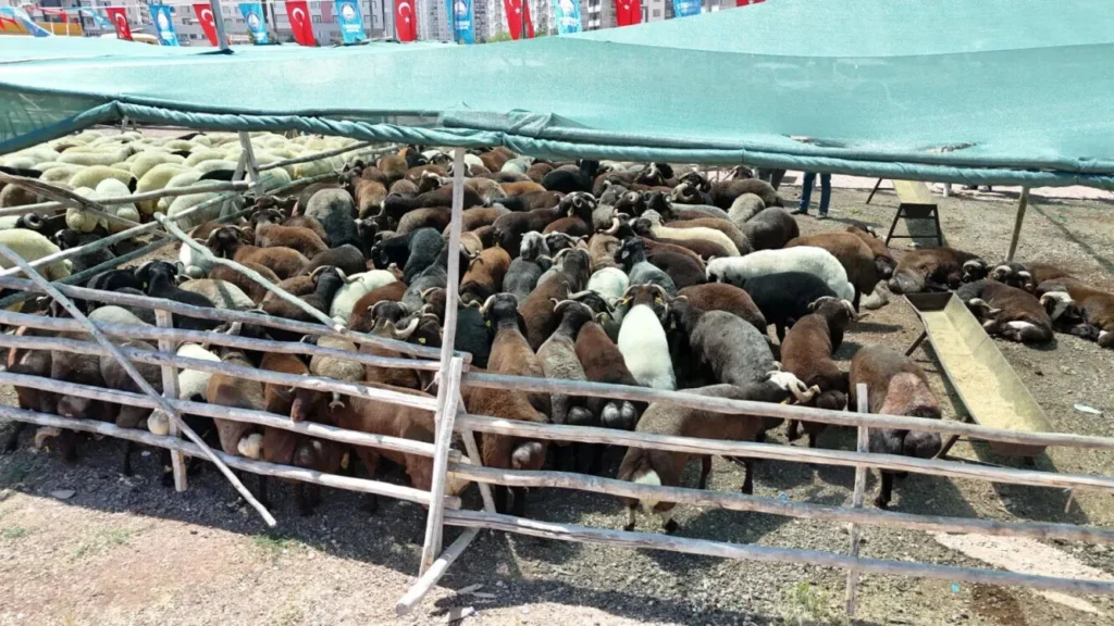 Gaziantep’te Kurban Satış Noktaları Açıklandı!