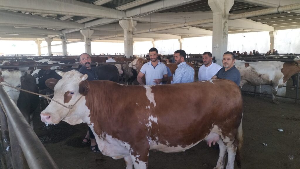 Gaziantep’te Kurban Fiyatları Belli Oldu: Dana 290 TL, Küçükbaş 205 TL’den Başlıyor
