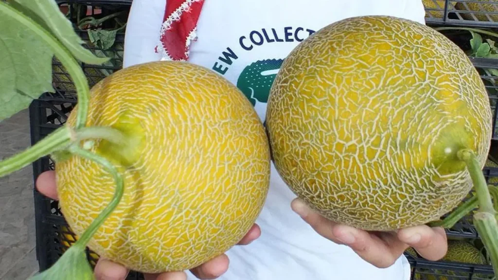 Tatlı kavun nasıl seçilir? İşte bal gibi kavunu anlamanın püf noktaları