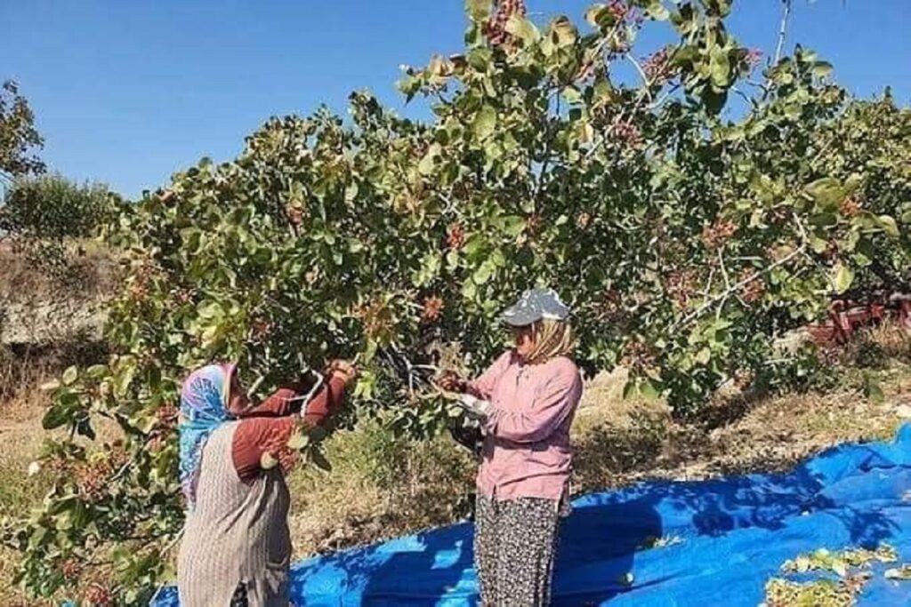 Gaziantep’te 2025 Fıstık Hasadı İçin İşçi Yevmiyesi ve Devlüp Ücretleri Açıklandı