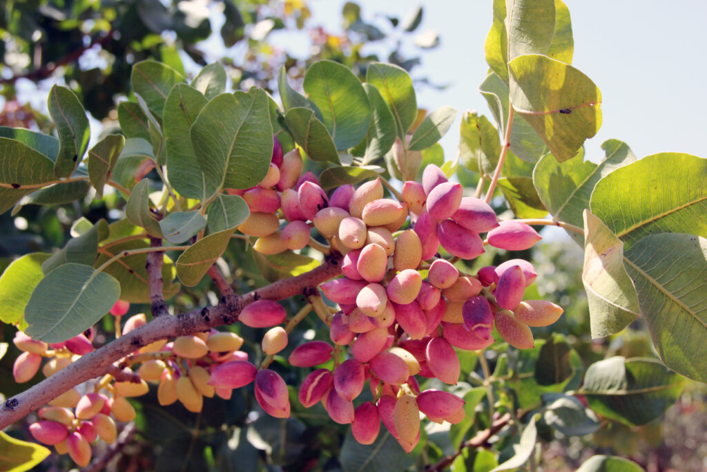 GTB Başkanı Akıncı: “Antep Fıstığı Bu Toprakların Yeşil Altınıdır”