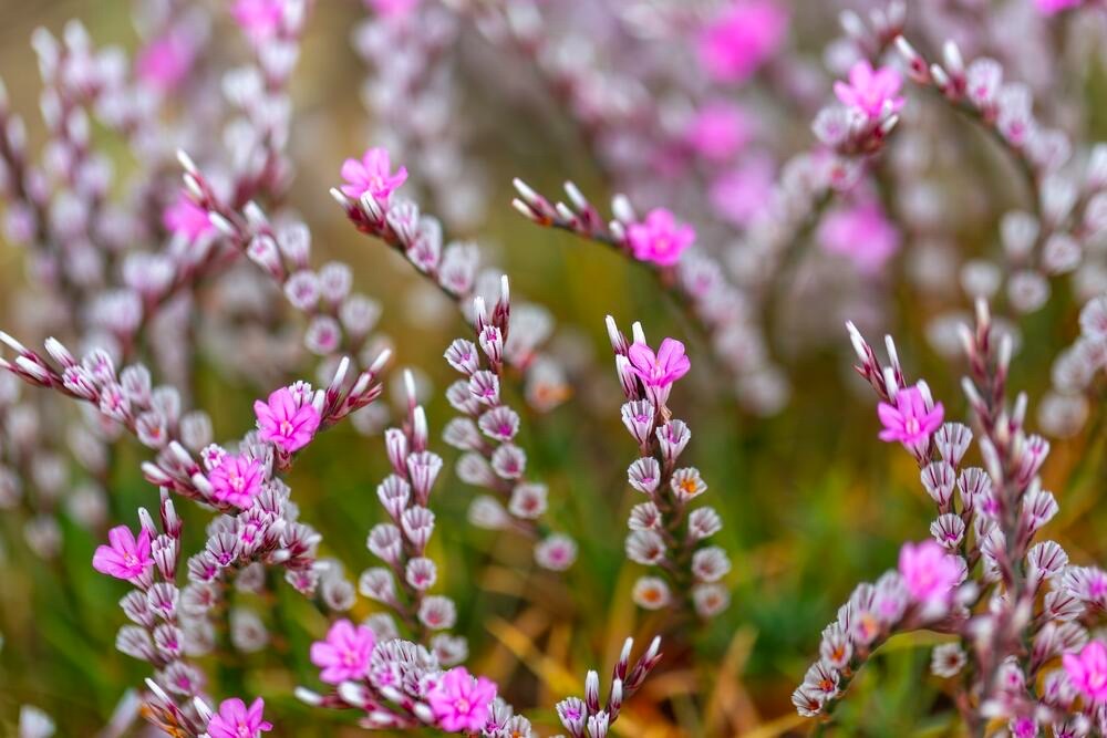 Türkiye’nin En Güzel Çiçekleri Gaziantep’te Yarıştı!