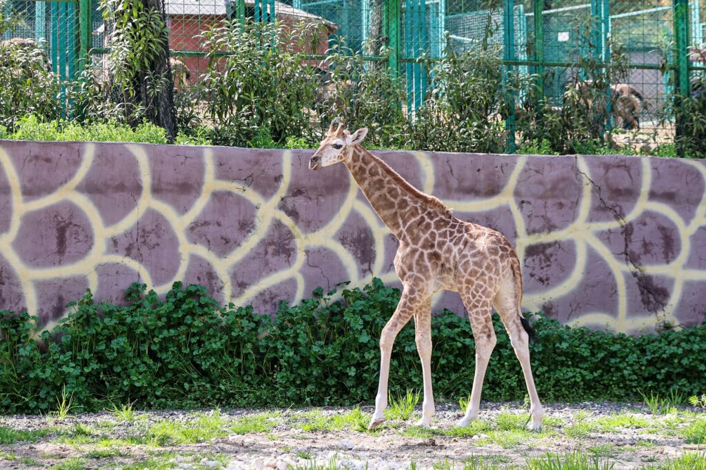 Türkiye’nin İlk Zürafa Yavrusu Gaziantep’te Ziyaretçilerle Buluştu